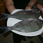 10. FAV Fresh fish Tenuta 5.