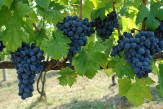 Viticulture 1.