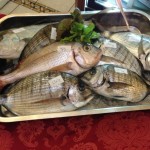 Palazzo Preca - IMG_2586 (8)