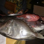 Pintonino Nov 2015 - IMG_6235 (2)